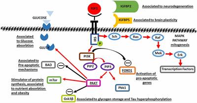 Frontiers Insulin Like Growth Factor 1 At The Crossroads Of Brain